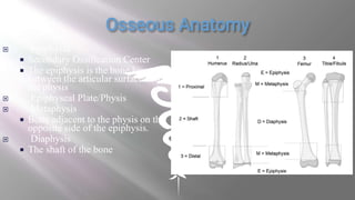  Epiphysis
 Secondary Ossification Center
 The epiphysis is the bone located
between the articular surface and
the physis
 Epiphyseal Plate/Physis
 Metaphysis
 Bone adjacent to the physis on the
opposite side of the epiphysis.
 Diaphysis
 The shaft of the bone
 