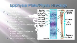 Zones of the Physis
 Germinal Zone
 Minimally active, scattered
chondrocytes
 Proliferative Zone
 Columns of chondrocytes actively
dividing
 Hypertrophic Zone
 Chondrocytes accumulate and
release calcium
 Weakest zone of physis
 Zone of endochondral ossification
 