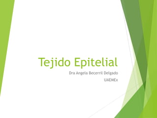 Tejido Epitelial
Dra Angela Becerril Delgado
UAEMEx
 