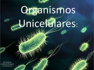 Organismos Unicelulares: 