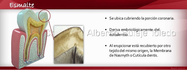 Anatomía dental y oclusión / 1er unidad / 1era clase: Características…