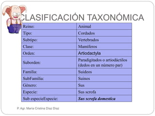 CLASIFICACIÓN TAXONÓMICA
Reino: Animal
Tipo: Cordados
Subtipo: Vertebrados
Clase: Mamíferos
Orden: Artiodactyla
Suborden:
Paradigitados o artiodáctilos
(dedos en un número par)
Familia: Suideos
SubFamilia: Suinos
Género: Sus
Especie: Sus scrofa
Sub especieEspecie: Sus scrofa domestica
P. Agr. María Cristina Díaz Díaz
 