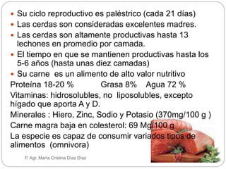  Su ciclo reproductivo es paléstrico (cada 21 días)
 Las cerdas son consideradas excelentes madres.
 Las cerdas son altamente productivas hasta 13
lechones en promedio por camada.
 El tiempo en que se mantienen productivas hasta los
5-6 años (hasta unas diez camadas)
 Su carne es un alimento de alto valor nutritivo
Proteína 18-20 % Grasa 8% Agua 72 %
Vitaminas: hidrosolubles, no liposolubles, excepto
hígado que aporta A y D.
Minerales : Hiero, Zinc, Sodio y Potasio (370mg/100 g )
Carne magra baja en colesterol: 69 Mg/100 g
La especie es capaz de consumir variados tipos de
alimentos (omnivora)
P. Agr. María Cristina Díaz Díaz
 