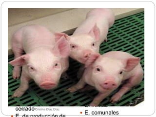 1. Por su orientación
zootécnica
1.1 Ganadería de selección
 Reproducción de razas
puras
 Reproducción de híbridos
1.2. Ganadería de
multiplicación
 Explotación de recría
 Explotación de
reproductoras primíparas
1.3. Ganadería de
producción
 Explotación de ciclo
cerrado
 E. de tipo mixto
 E. de cebadero o
engorde
2. Por su capacidad
productiva
 Explotación Industrial
 E. familiar
 E. para autoconsumo
 E. especiales
3. Por el régimen de
explotación
 Explotación extensiva
 E. intensiva
 E. mixtas
 E. comunales
P. Agr. María Cristina Díaz Díaz
 