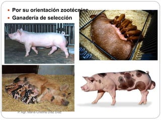  Por su orientación zootécnica
 Ganadería de selección
P. de razas puras
R. de híbridos
P. Agr. María Cristina Díaz Díaz
 
