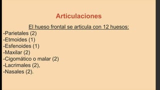 Articulaciones
El hueso frontal se articula con 12 huesos:
-Parietales (2)
-Etmoides (1)
-Esfenoides (1)
-Maxilar (2)
-Cigomático o malar (2)
-Lacrimales (2),
-Nasales (2).
 