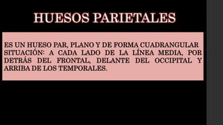HUESOS PARIETALES
ES UN HUESO PAR, PLANO Y DE FORMA CUADRANGULAR
SITUACIÓN: A CADA LADO DE LA LÍNEA MEDIA, POR
DETRÁS DEL FRONTAL, DELANTE DEL OCCIPITAL Y
ARRIBA DE LOS TEMPORALES.
 