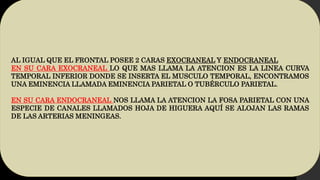 AL IGUAL QUE EL FRONTAL POSEE 2 CARAS EXOCRANEAL Y ENDOCRANEAL
EN SU CARA EXOCRANEAL LO QUE MAS LLAMA LA ATENCION ES LA LINEA CURVA
TEMPORAL INFERIOR DONDE SE INSERTA EL MUSCULO TEMPORAL, ENCONTRAMOS
UNA EMINENCIA LLAMADA EMINENCIA PARIETAL O TUBÉRCULO PARIETAL.
EN SU CARA ENDOCRANEAL NOS LLAMA LA ATENCION LA FOSA PARIETAL CON UNA
ESPECIE DE CANALES LLAMADOS HOJA DE HIGUERA AQUÍ SE ALOJAN LAS RAMAS
DE LAS ARTERIAS MENINGEAS.
 