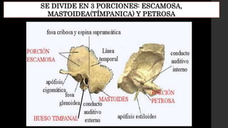 SE DIVIDE EN 3 PORCIONES: ESCAMOSA,
MASTOIDEA(TÍMPANICA) Y PETROSA
 