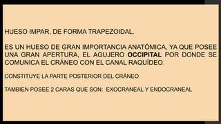 HUESO IMPAR, DE FORMA TRAPEZOIDAL.
ES UN HUESO DE GRAN IMPORTANCIA ANATÓMICA, YA QUE POSEE
UNA GRAN APERTURA, EL AGUJERO OCCIPITAL POR DONDE SE
COMUNICA EL CRÁNEO CON EL CANAL RAQUÍDEO.
CONSTITUYE LA PARTE POSTERIOR DEL CRÁNEO
TAMBIEN POSEE 2 CARAS QUE SON: EXOCRANEAL Y ENDOCRANEAL
 