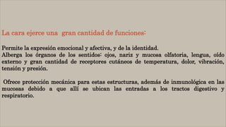 La cara ejerce una gran cantidad de funciones:
Permite la expresión emocional y afectiva, y de la identidad.
Alberga los órganos de los sentidos: ojos, nariz y mucosa olfatoria, lengua, oído
externo y gran cantidad de receptores cutáneos de temperatura, dolor, vibración,
tensión y presión.
Ofrece protección mecánica para estas estructuras, además de inmunológica en las
mucosas debido a que allí se ubican las entradas a los tractos digestivo y
respiratorio.
 