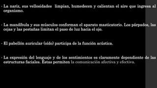 • La nariz, sus vellosidades limpian, humedecen y calientan el aire que ingresa al
organismo.
• La mandíbula y sus músculos conforman el aparato masticatorio. Los párpados, las
cejas y las pestañas limitan el paso de luz hacia el ojo.
• El pabellón auricular (oído) participa de la función acústica.
• La expresión del lenguaje y de los sentimientos es claramente dependiente de las
estructuras faciales. Éstas permiten la comunicación afectiva y efectiva.
 
