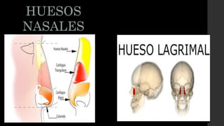 HUESOS
NASALES
 