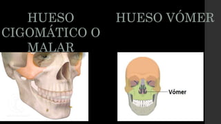HUESO
CIGOMÁTICO O
MALAR
HUESO VÓMER
 