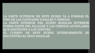 LA PARTE SUPERIOR DE ESTE HUESO VA A FORMAR EL
PISO DE LAS CAVIDADES NASALES Y ÓRBITAS.
LA PARTE INFERIOR DEL HUESO MAXILAR SUPERIOR
FORMA PARTE DEL PALADAR Y LAS CRESTAS ALVEOLARES
QUE SOSTIENEN A LOS DIENTES.
EL CUERPO DE ESTE HUESO INTERIORMENTE SE
ENCUENTRA EL SENO MAXILAR
 