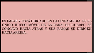 ES IMPAR Y ESTÁ UBICADO EN LA LÍNEA MEDIA. ES EL
ÚNICO HUESO MÓVIL DE LA CARA. SU CUERPO ES
CÓNCAVO HACIA ATRÁS Y SUS RAMAS SE DIRIGEN
HACIA ARRIBA.
 