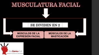 MÚSCULOS DE LA
EXPRESIÓN FACIAL
SE DIVIDEN EN 2
MÚSCULOS DE LA
MASTICACIÓN
 