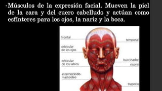 •Músculos de la expresión facial. Mueven la piel
de la cara y del cuero cabelludo y actúan como
esfínteres para los ojos, la nariz y la boca.
 
