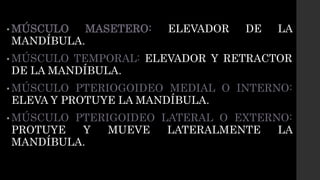 • MÚSCULO MASETERO: ELEVADOR DE LA
MANDÍBULA.
• MÚSCULO TEMPORAL: ELEVADOR Y RETRACTOR
DE LA MANDÍBULA.
• MÚSCULO PTERIOGOIDEO MEDIAL O INTERNO:
ELEVA Y PROTUYE LA MANDÍBULA.
• MÚSCULO PTERIGOIDEO LATERAL O EXTERNO:
PROTUYE Y MUEVE LATERALMENTE LA
MANDÍBULA.
 