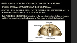 • UBICADO EN LA PARTE ANTERIOR Y MEDIA DEL CRÁNEO
• POSEE 2 CARAS EXOCRANEAL Y ENDOCRANEAL
• ENTRE SUS PARTES MAS IMPORTANTES SE ENCUENTRAN LA
CAVIDAD ORBITARIA Y LA PORCIÓN NASAL.
• LA PORCIÓN ORBITARIA: constituye la pared superior de las cavidades
orbitarias, donde se puede observar la fosa para la glándula lagrimal
 