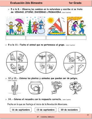 Evaluación 2do Bimestre 1er Grado
® Lainitas México
10
 5 a la 8.- Observa los cambios en la naturaleza y escribe si se trata
de: VERANO, OTOÑO, INVIERNO o PRIMAVERA. (valor 4 puntos)
 9 a la 11.-Tacha el animal que no pertenezca al grupo. (valor 3 puntos)
 12 y 13.- Colorea las plantas y animales que puedan ser de peligro.
(valor 2 puntos)
 14.- Colorea el recuadro con la respuesta correcta. (valor 1 punto)
Fecha en la que se festeja el inicio de la Revolución Mexicana.
16 de septiembre 13 de septiembre 20 de noviembre
 