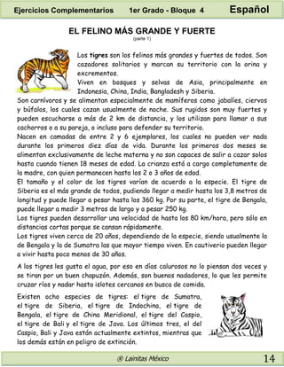 ® Lainitas México 14
EL FELINO MÁS GRANDE Y FUERTE
(parte 1)
Los tigres son los felinos más grandes y fuertes de todos. Son
cazadores solitarios y marcan su territorio con la orina y
excrementos.
Viven en bosques y selvas de Asia, principalmente en
Indonesia, China, India, Bangladesh y Siberia.
Son carnívoros y se alimentan especialmente de mamíferos como jabalíes, ciervos
y búfalos, los cuales cazan usualmente de noche. Sus rugidos son muy fuertes y
pueden escucharse a más de 2 km de distancia, y los utilizan para llamar a sus
cachorros o a su pareja, o incluso para defender su territorio.
Nacen en camadas de entre 2 y 6 ejemplares, los cuales no pueden ver nada
durante los primeros diez días de vida. Durante los primeros dos meses se
alimentan exclusivamente de leche materna y no son capaces de salir a cazar solos
hasta cuando tienen 18 meses de edad. La crianza está a cargo completamente de
la madre, con quien permanecen hasta los 2 o 3 años de edad.
El tamaño y el color de los tigres varían de acuerdo a la especie. El tigre de
Siberia es el más grande de todos, pudiendo llegar a medir hasta los 3,8 metros de
longitud y puede llegar a pesar hasta los 360 kg. Por su parte, el tigre de Bengala,
puede llegar a medir 3 metros de largo y a pesar 250 kg.
Los tigres pueden desarrollar una velocidad de hasta los 80 km/hora, pero sólo en
distancias cortas porque se cansan rápidamente.
Los tigres viven cerca de 20 años, dependiendo de la especie, siendo usualmente la
de Bengala y la de Sumatra las que mayor tiempo viven. En cautiverio pueden llegar
a vivir hasta poco menos de 30 años.
A los tigres les gusta el agua, por eso en días calurosos no lo piensan dos veces y
se tiran por un buen chapuzón. Además, son buenos nadadores, lo que les permite
cruzar ríos y nadar hasta islotes cercanos en busca de comida.
Existen ocho especies de tigres: el tigre de Sumatra,
el tigre de Siberia, el tigre de Indochina, el tigre de
Bengala, el tigre de China Meridional, el tigre del Caspio,
el tigre de Bali y el tigre de Java. Los últimos tres, el del
Caspio, Bali y Java están actualmente extintos, mientras que
los demás están en peligro de extinción.
Ejercicios Complementarios 1er Grado - Bloque 4 Español
 