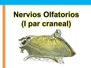 Nervios Olfatorios
(I par craneal)
 