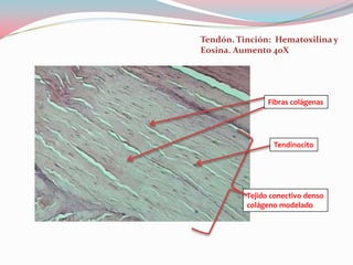 Tendón. Tinción: Hematoxilina y
Eosina. Aumento 40X




                Fibras colágenas




                 Tendinocito




          Tejido conectivo denso
          colágeno modelado
 