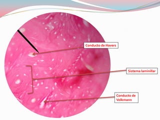 Conducto de Havers




                           Sistema laminillar




                     Conducto de
                     Volkmann
 
