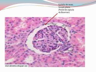 Epitelio de reves.
Simple plano.
(Pared de cápsula
de Bowman)
 