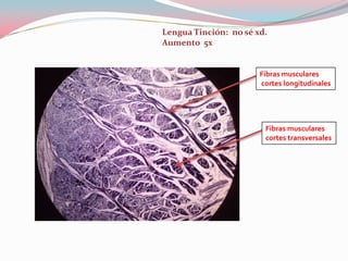 Lengua Tinción: no sé xd.
Aumento 5x


                       Fibras musculares
                       cortes longitudinales




                        Fibras musculares
                        cortes transversales
 
