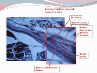 Lengua Tinción: no sé xd.
          Aumento 100x

                               Sarcómera

                                Banda A (oscura)

                                        Banda Z
                                        (oscura, den
                                        tro de la
                                        banda A)




                                        Banda I
                                        (clara)




Bandas H (claras dentro
de las A)
 