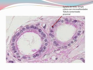Epitelio de reves. Simple
cúbico con microvellosidades
Túbulo contorneado
proximal
 