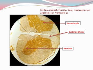 Médula espinal. Tinción: Cajal (impregnación
argentínica). Aumento 5x



                       Sustancia gris.



                         Sustancia blanca




                    Neuronas
 