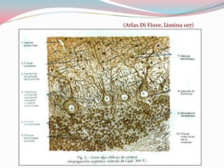 (Atlas Di Fiore, lámina 107)
 