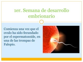 1er. Semana de desarrollo
              embrionario

Comienza una vez que el
ovulo ha sido fecundado
por el espermatozoide, en
una de las trompas de
Falopio.
 