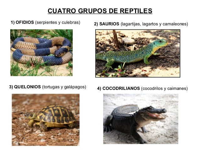 Porque Los Reptiles Reciben Ese Nombre
