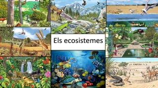 Els ecosistemes
 