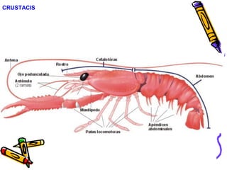 CRUSTACIS
 