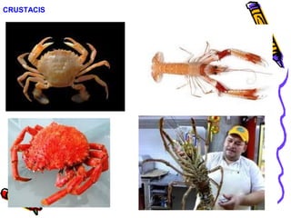 CRUSTACIS
 