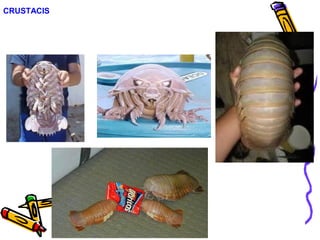 CRUSTACIS
 
