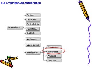 ELS INVERTEBRATS ARTRÒPODES
Invertebrats
Porífers
Celenteris
Anèl.lids
Platihelmints
Mol.luscos
Equinoderms
Artròpodes
Aràcnids
Miriàpodes
Crustacis
Insectes
Nematodes
 