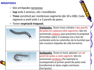 MIRIÀPODES
Diplòpodes. Tenen tronc cilíndric i dos parells
de potes en cadascun dels segments. Són els
anomenats milpeus que presenten la propietat
d'enrotllar sobre si mateixos (no s'han de
confondre amb les cotxinilles de la humitat que
són crustacis isòpodes de vida terrestre).
Quilòpodes. Tenen el tronc aplanat i un sol
parell de potes a cada segment. Són els
anomenats centpeus Per exemple la
escolopendra el primer parell de potes està
transformat en dues ungles verinoses
(furcípulas).
– Són artròpodes terrestres
– Cap amb 2 antenes, ulls i mandíbules
– Tronc constituït per nombrosos segments (de 10 a 200). Cada
segment o anell amb 1 o 2 parells de potes.
– Tenen respiració traqueal.
 