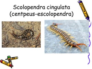 Scolopendra cingulata
(centpeus-escolopendra)
 