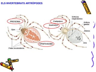 ELS INVERTEBRATS ARTRÒPODES
 