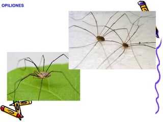 OPILIONES
 