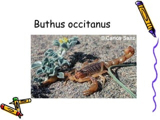 Buthus occitanus
 