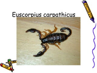 Euscorpius carpathicus
 