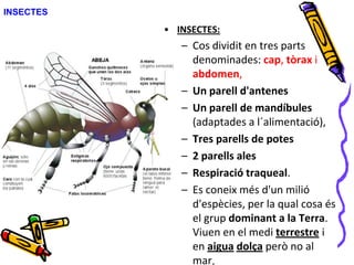 INSECTES
• INSECTES:
– Cos dividit en tres parts
denominades: cap, tòrax i
abdomen,
– Un parell d'antenes
– Un parell de mandíbules
(adaptades a l´alimentació),
– Tres parells de potes
– 2 parells ales
– Respiració traqueal.
– Es coneix més d'un milió
d'espècies, per la qual cosa és
el grup dominant a la Terra.
Viuen en el medi terrestre i
en aigua dolça però no al
mar.
 