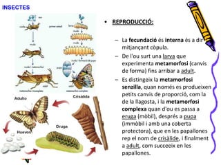 INSECTES
• REPRODUCCIÓ:
– La fecundació és interna és a dir
mitjançant còpula.
– De l'ou surt una larva que
experimenta metamorfosi (canvis
de forma) fins arribar a adult.
– Es distingeix la metamorfosi
senzilla, quan només es produeixen
petits canvis de proporció, com la
de la llagosta, i la metamorfosi
complexa quan d'ou es passa a
eruga (mòbil), després a pupa
(immòbil i amb una coberta
protectora), que en les papallones
rep el nom de crisàlide, i finalment
a adult, com succeeix en les
papallones.
 